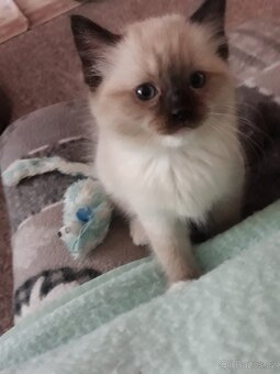 Ragdoll koťátka s PP - 5