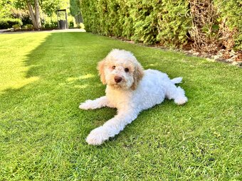 Lagotto Romagnolo (Italský vodní pes) s PP - 5