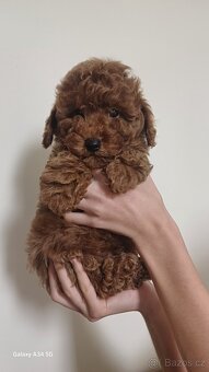 Miminka toy pudlů - 5