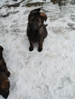 Německý ovčák - 5