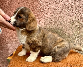 Welsh Corgi cardigan s PP - 5