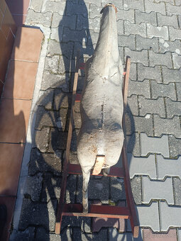 Starožitný houpací kůň - 5