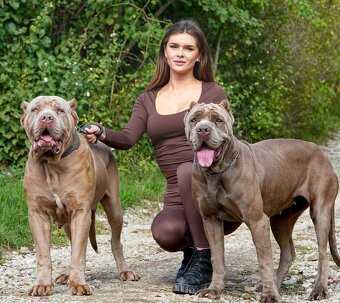 Bandog fenka - 5