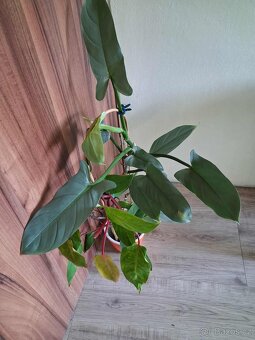 Philodendron 2ks - 5