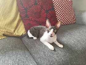 Cornish rex kocourek s PP - 5