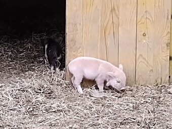 Kune Kune - 5