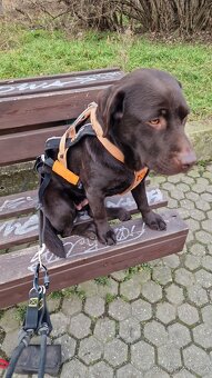 Hledá novou rodinu — Tayna, čokoládově hnědá labradorka. Jej - 5