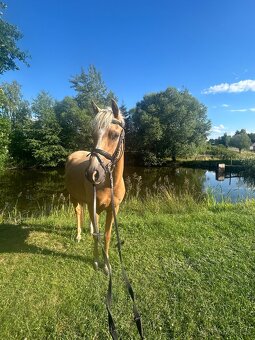 Pony do sportu - 5