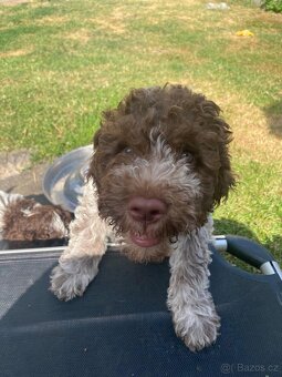 Lagotto romagnolo s PP - 5