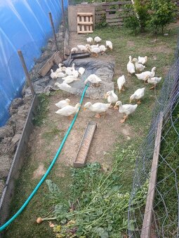 Kachna pekingská - 5