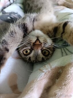 KÁJA a BÁJA ( adoptovaná ) - kastrované kočičkyíců - 5