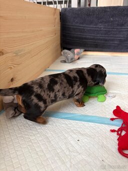 Trpasličí jezevčík merle bez pp - 5