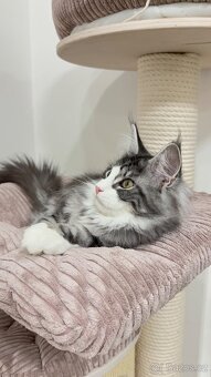 Kočka mainská mývalí s PP - 5