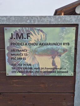 Prodej akvarijních ryb - 5