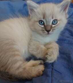 Maciatka ragdoll na odber - 5