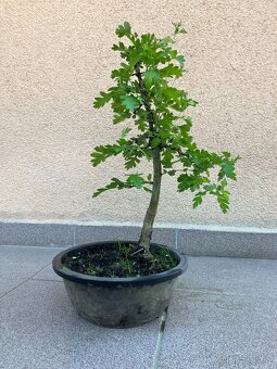 Bonsai, Bonsaj, jamadori, hloh - 5
