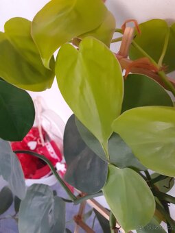 Philodendron , epipremnum řízky - 5