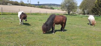 Přípouštění shetland pony - mini - 5