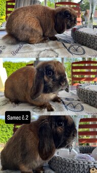 Zakrslý beran durynský bez rodokmenu - 5