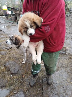 Moskevský strážní pes - 5