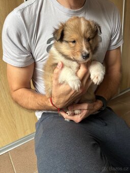 Kolie dlouhosrstá s PP - 5