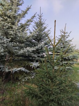 vanočni stromek velky - 5