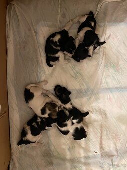 Knírač malý barevný - 5