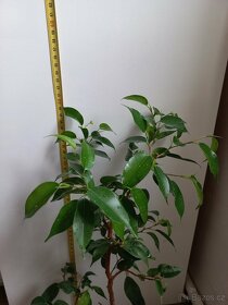 Ficus benjamina 2 - 5