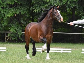 Připouštění Welsh cob v AP - 5