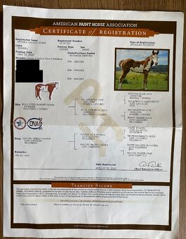 Roční kobylka American Paint Horse - 5