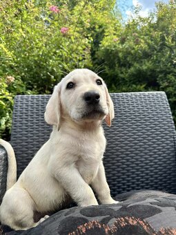 štěňata labrador a Bílý kluk – připravena k odběru - 5