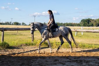 Devítiletý plnokrevný valach - 5