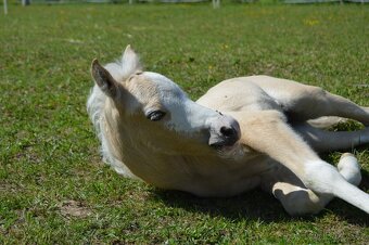 1,5 roční pony valach - 5