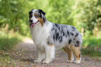 australský ovčák s pp  štěně - 5