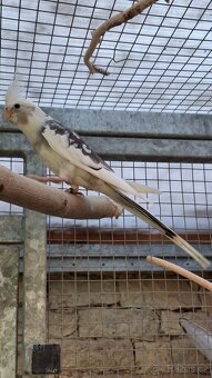 Korela bělohlavá straka samec - 5