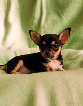 Krátkosrstá čivava - 5