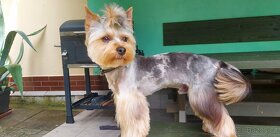 Jorkšírsky teriér, krytí Ne na prodej - 5