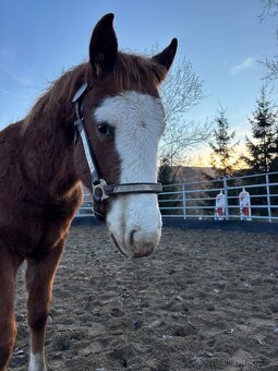 Perspektívny Žrebček - 5