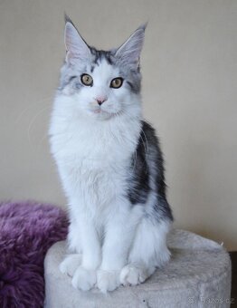 Mainská mývalí kočička s PP - 5