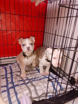 Stafordšírský bulteriér - 5