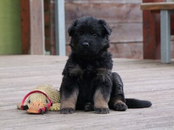 Německý ovčák štěňata - fenky - 5