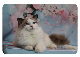 Ragdoll kočička s PP - blue bicolour - 5