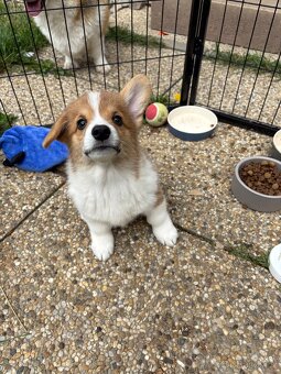 welsh corgi pembroke - 5