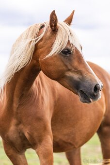 Welsh Cob klisna - 8 let - 5