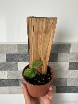 Monstera Dubia s dřevěnou oporou - 5
