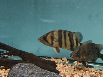 DATNIOIDES MICROLEPIS - 5