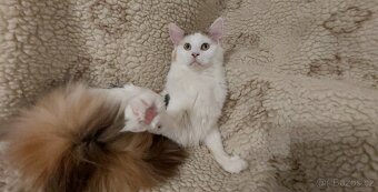 Mainska myvalia Mainne coon Mco - 5