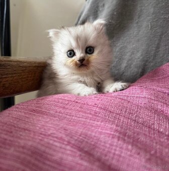 Britská koťátka - 5