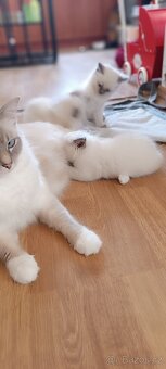 Koťátka ragdoll bez PP - 5
