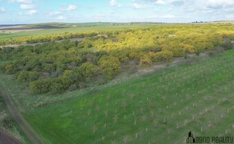 Prodej meruňkového sadu, 14 896 m², Hustopeče u Brna - 5